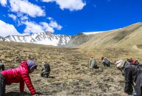छेकम्पारवासी यार्सागुम्बा सङ्कलन गर्न लेकतिर